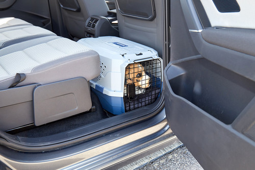 Hundetransport im Auto: So reist Struppi sicher. Die kleine Box ist gut verstaut, bei Brems- und Ausweichmanövern droht Hund und Mensch kein Schaden.