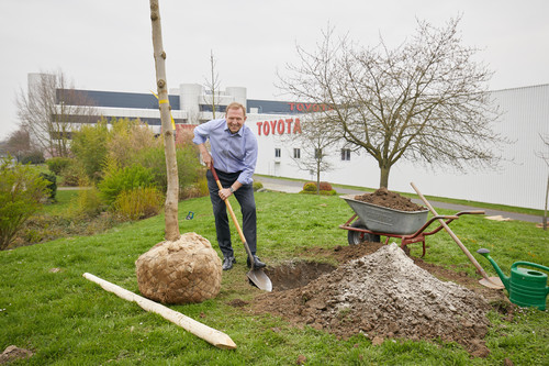 Toyota-Geschäftsführer Alain Uyttenhoven setzt an der Deutschland-Zentrale den jungen Baum einer alten deutschen Sorte.