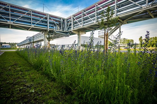 Die Audi-Fertigung in Münchsmünster wird als „Blühender Betrieb“ ausgezeichnet: Wildblumenwiesen auf dem Werkgelände, unter anderem mit dem blauen Natternkopf.