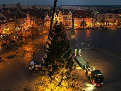 Die Reisezeit für die ganz großen Weihnachtsbäume beginnt: Ein MAN TGX liefert den Baum für den Domplatz in Erfurt.