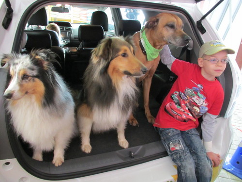 Ein Toyota Prius+ für die TAZ-Hundeschule und die betreuten Kinder.