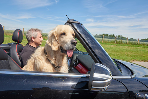 Hundetransport im Auto: Ungesichert auf dem Beifahrersitz sieht zwar lustig aus, ist aber keine gute Idee.