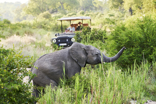  Ineos Kavango „Safari Grenadier“ (Machbarkeitsstudie 2022).