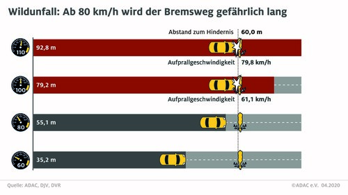Infografik Bremsweg bei Wildunfällen.
