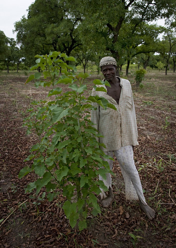  „Kia – Planting for a Better Life“: Bauer in Mali mit einer Jatropha-Pflanze.