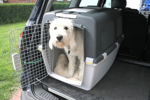 Tiere gehören im Auto in eine stabile Transportbox.