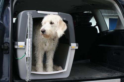 Tiere gehören im Auto in eine stabile Transportbox.