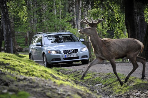 Volvo entwickelt ein Fahrerassistenzsystem, das Unfälle mit Wildtieren ganz vermeiden oder zumindest deren Folgen reduzieren soll.