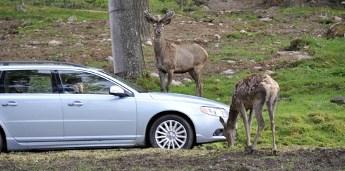 Volvo entwickelt ein Fahrerassistenzsystem, das Unfälle mit Wildtieren ganz vermeiden oder zumindest deren Folgen reduzieren soll.