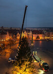 Die Reisezeit für die ganz großen Weihnachtsbäume beginnt: Ein MAN TGX liefert den Baum für den Domplatz in Erfurt.