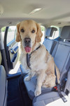 Hundetransport im Auto: Bedingt tauglicher Schutz. Bei Ausweichmanövern findet das Tier nicht genug Halt.